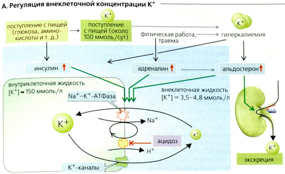 Обмен веществ калий натрий кальций