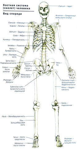 Органы человека со скелетом расположение в картинках