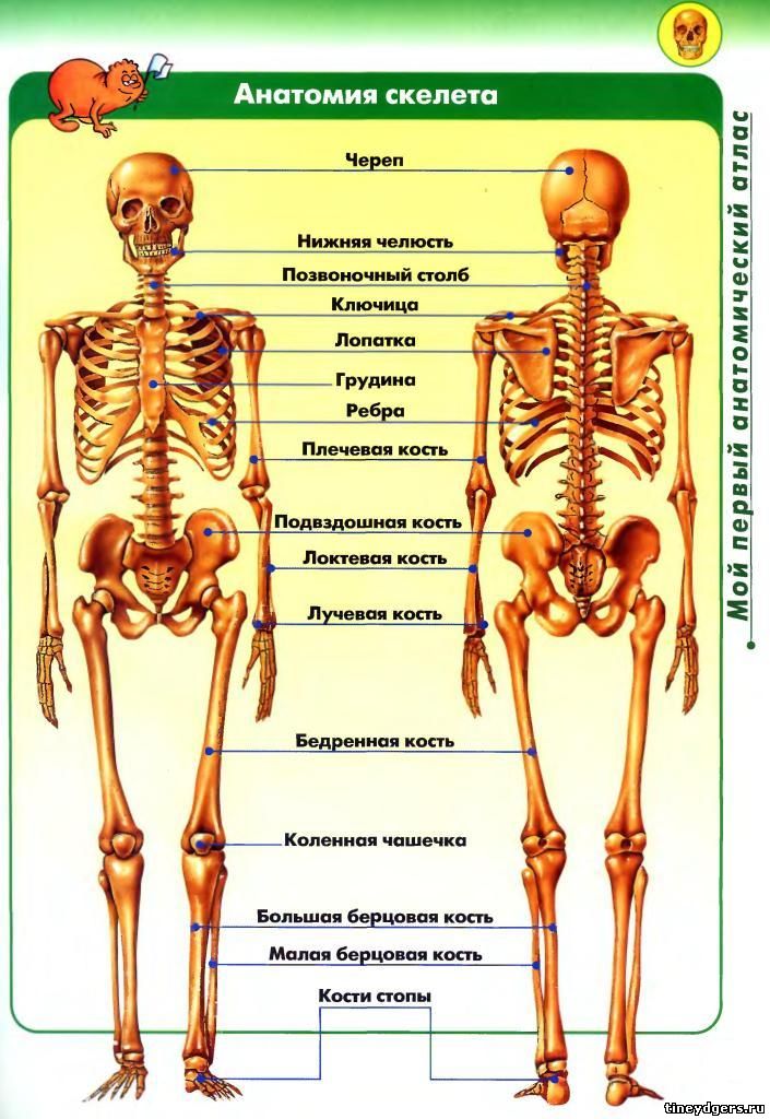 Из чего состоит скелет человека. Подробное строение скелета человека. Части скелета человека сзади. Скелет человека схема расположения. Скелет человека с подписями.