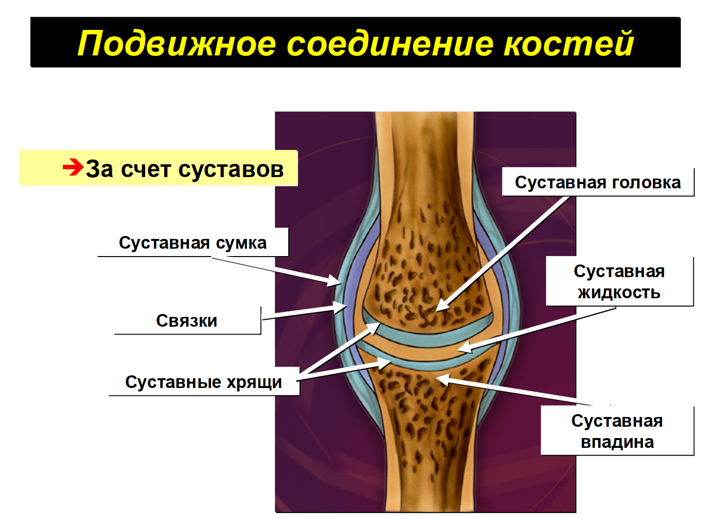 Соединения костей связки суставы сухожилия