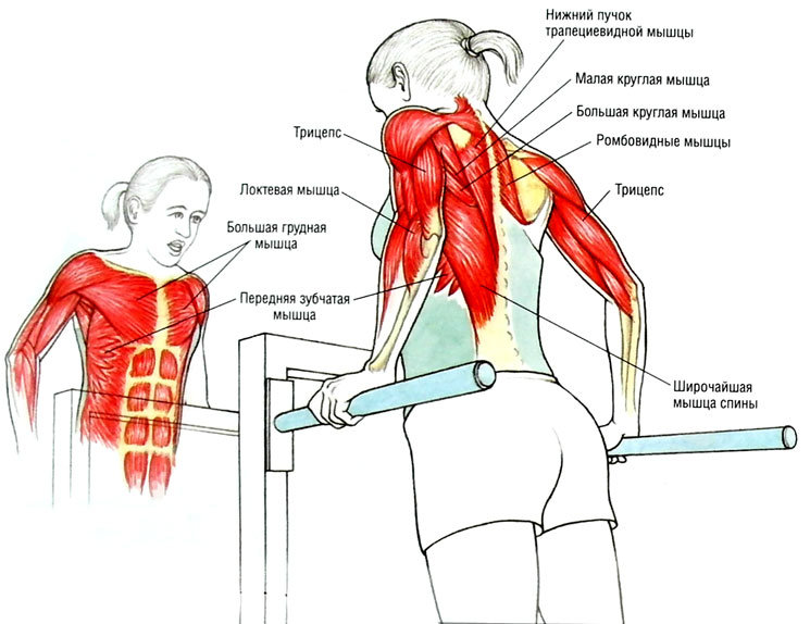 Какие мышцы качаются на брусьях фото