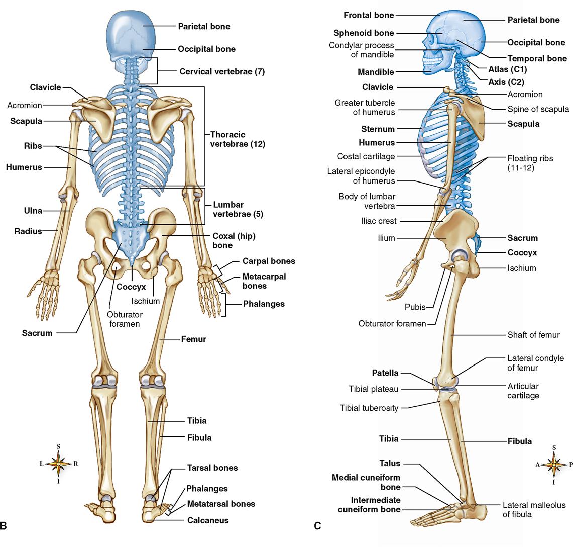 Скелет человека с названием костей на русском и латинском