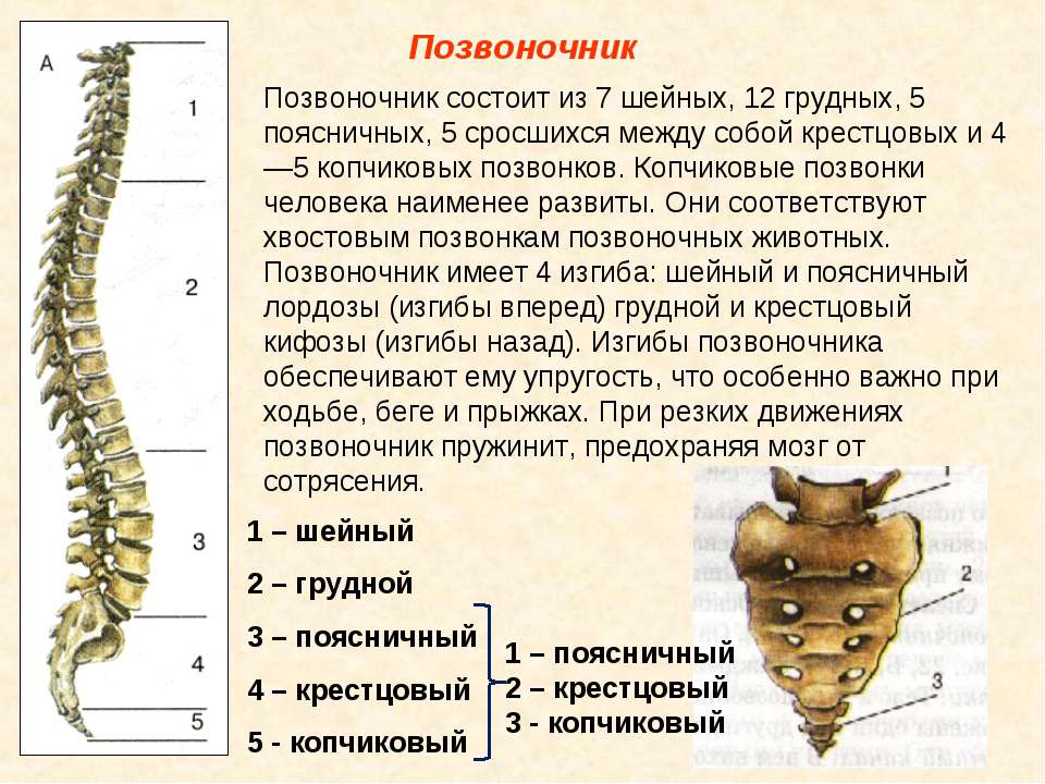 4 позвонок. Скелет позвонков человека. Скелет человека 7 позвонок. Позвоночник состоит из позвонков. Позвонок человека состоит из.