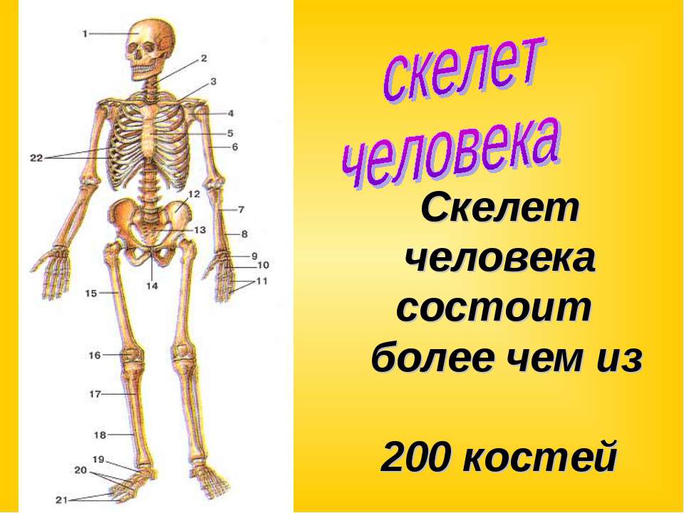 Скелет человека картинка для детей