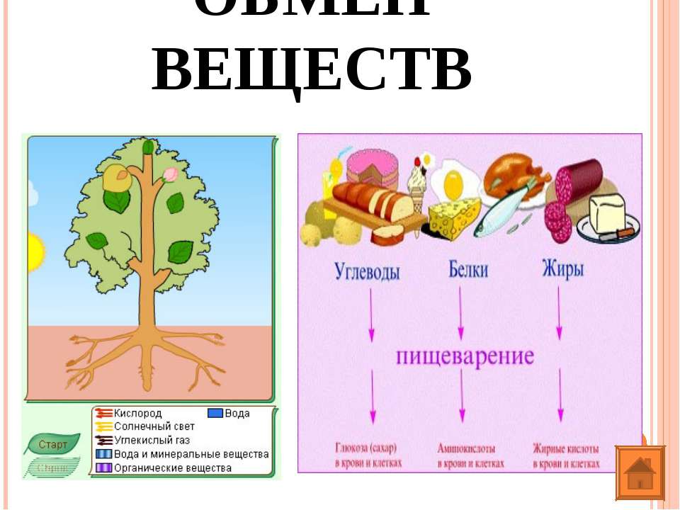 Презентация на тему обмен веществ главный признак жизни 6 класс презентация