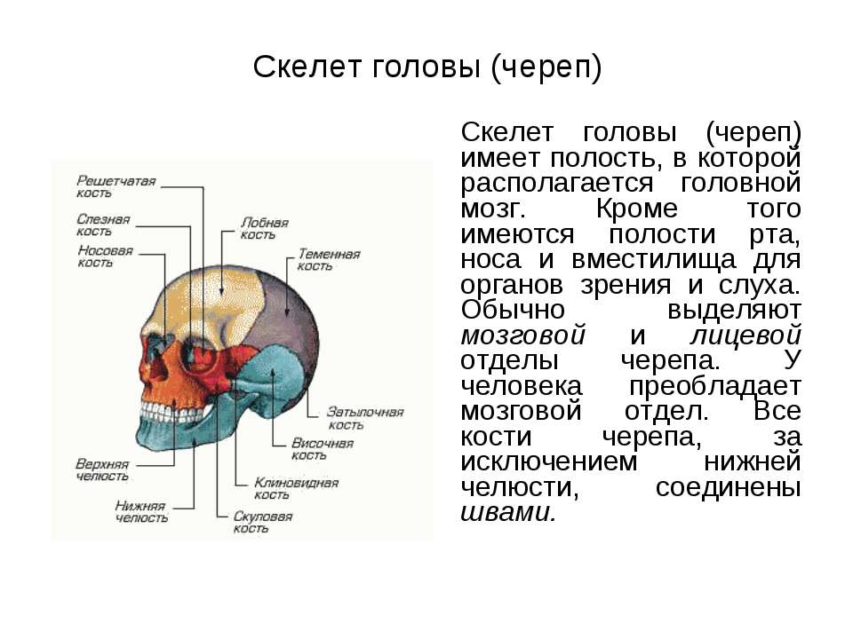 Скелет головы и туловища. Полость мозгового черепа. Скелет головы человека кратко. Череп строение костей кратко. Кости черепа сообщения.