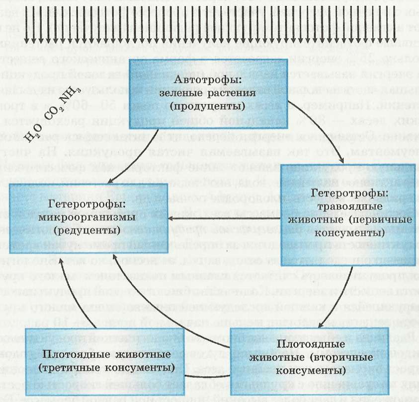 Биохимический круговорот