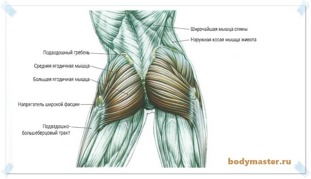 как быстро накачать ягодицы