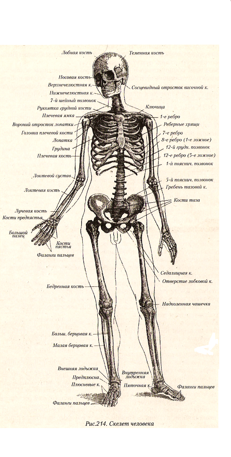 Скелет человека с названием костей на русском фото