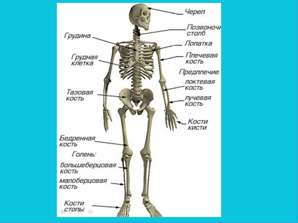 Кости скелета человека