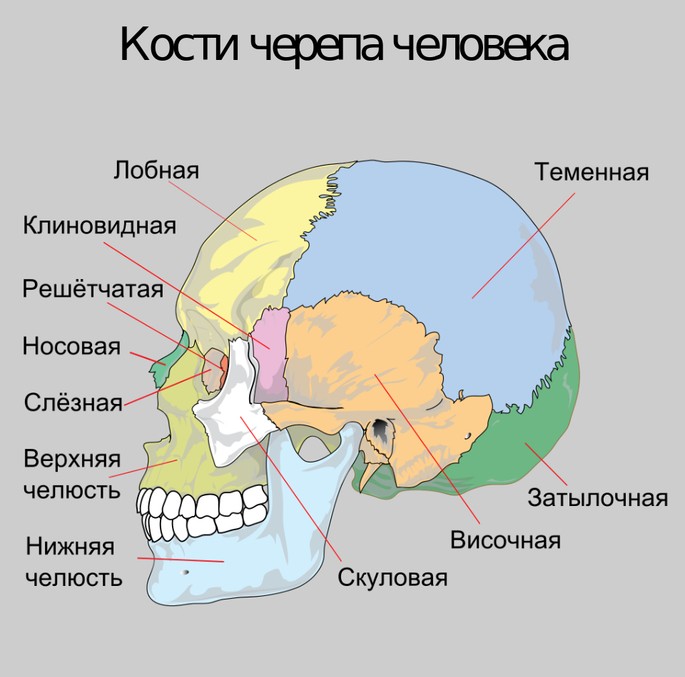 Кости черепа человека