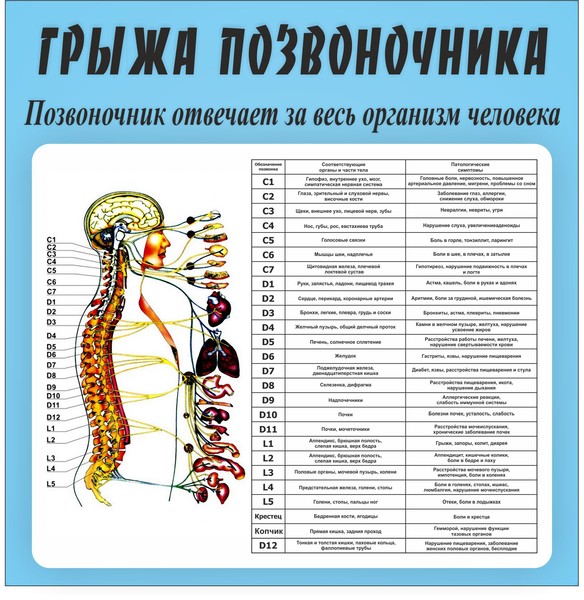 Связь позвонков с внутренними органами схема