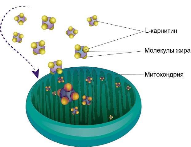 Транспорт жирных кислот в митохондрии