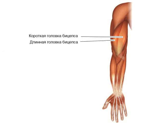Анатомическое строение бицепса
