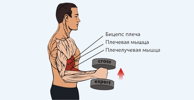 Местонахождение плечевой и плечелучевой мышц