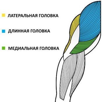 kak-nakachat-ogromnye-tricepsy-2