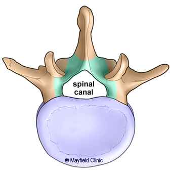 Illustration topview of vertbra