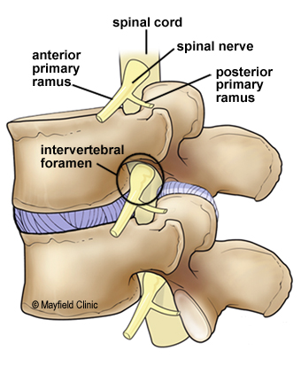 Figure 9, Illustration depicting several spinal nerves as they exit the spinal canal