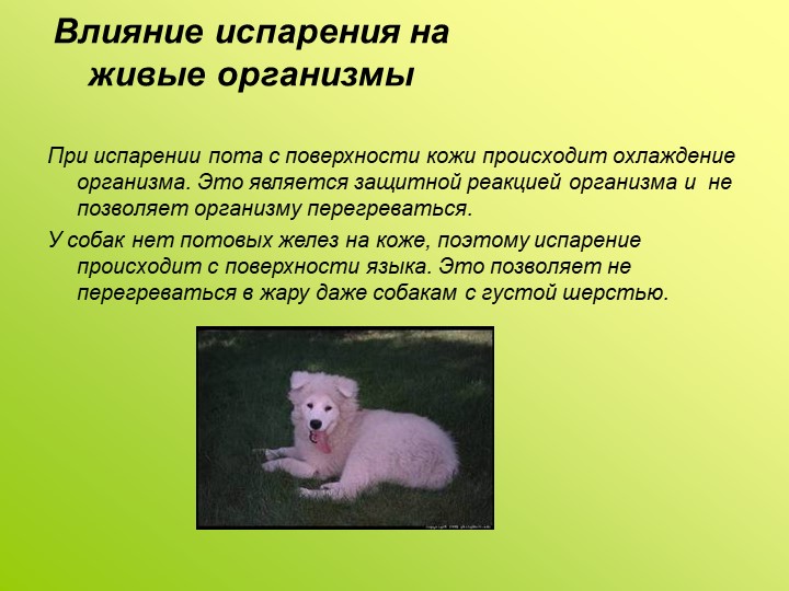 Живой любой. Испарение у животных. Влияние на живые организмы. Испарение в жизни животных. Роль испарения в жизни животных.