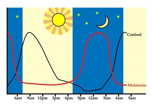 Image result for melatonin and cortisol