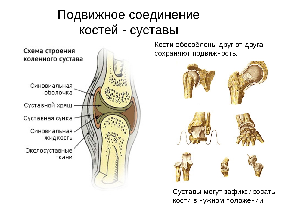 Подвижное соединение костей суставы