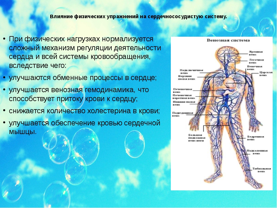 Воздействие физического упражнения на организм