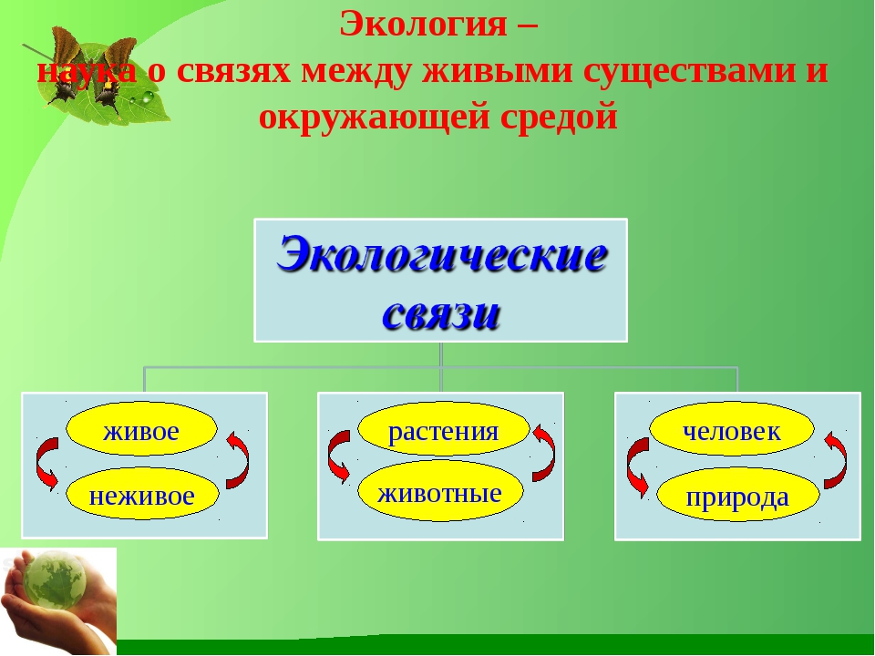 На рисунке изображены связи растения с окружающей средой какое общее свойство