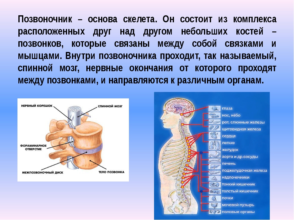 Презентация про позвоночник