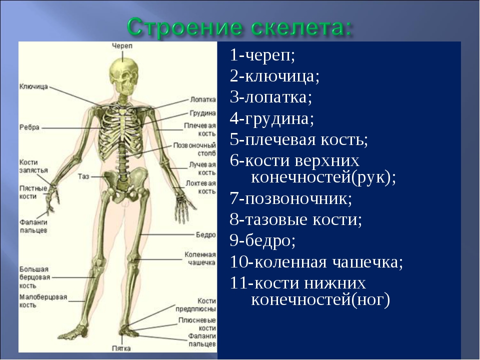 Какой отдел скелета образует кости. Скелет плеча человека. Изображения части скелета. Скелет человека с названием костей и отделами. Части скелета описание.