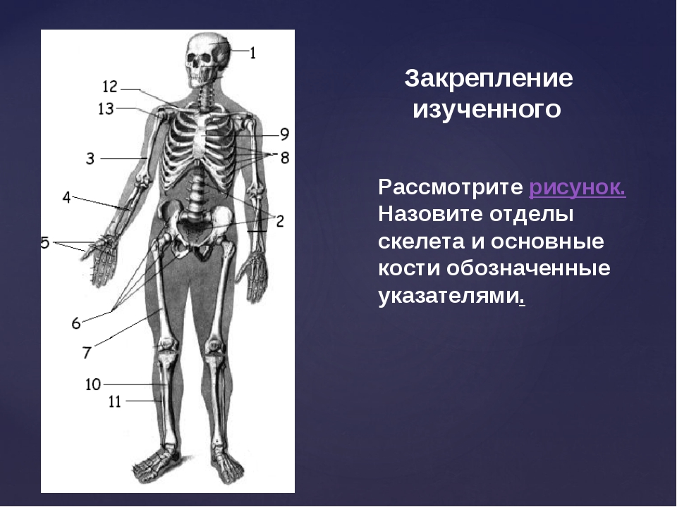 Какая кость изображена на рисунке. Периферическая часть скелета. Анатомия человека кости. Оси и плоскости человека на скелете. Назовите кости обозначенные на рисунке.