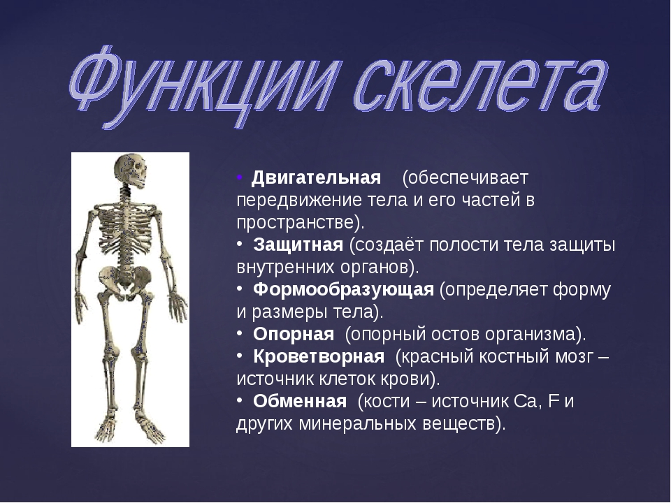 Проект скелет человека