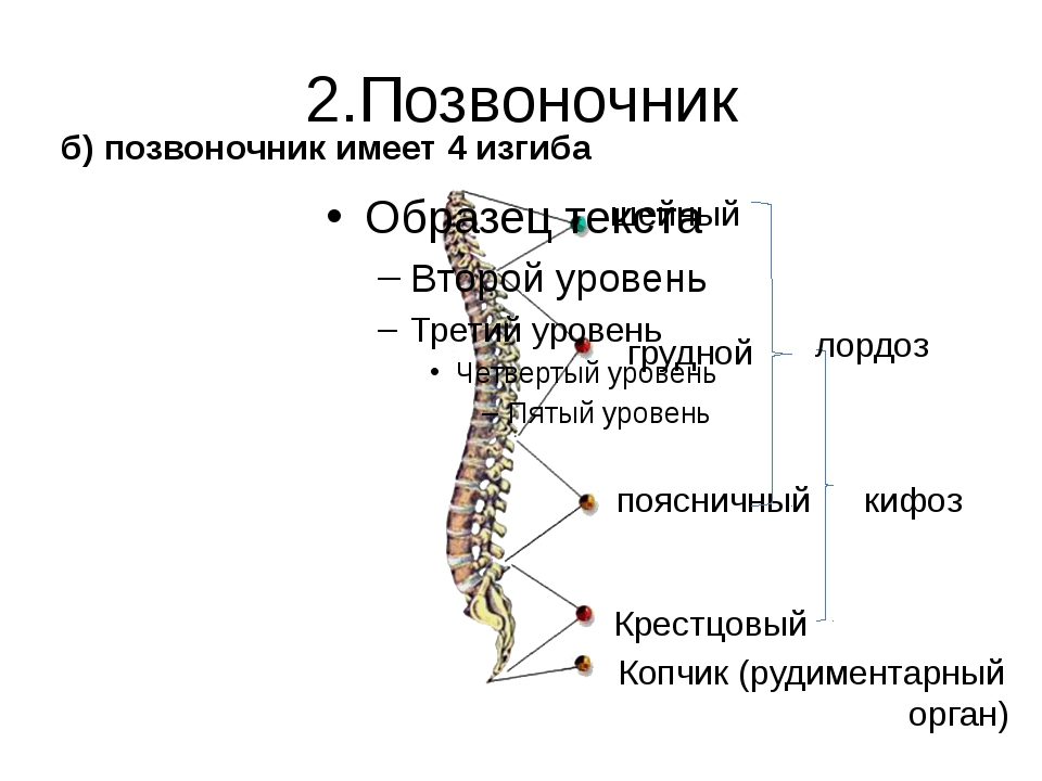 Какой отдел позвоночника отвечает за ноги