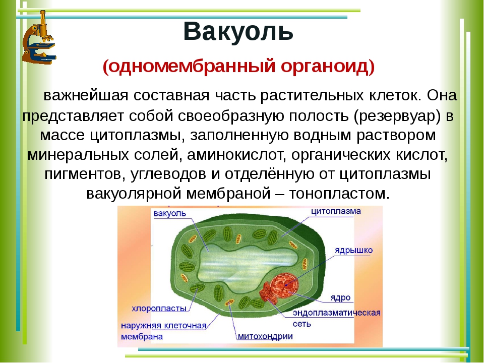 Строение растительных вакуолей. Вакуоль функции органоида. Органоид растительной клетки вакуоль. Одномембранные органеллы растительной клетки. Органоид вакуоль строение и функции.