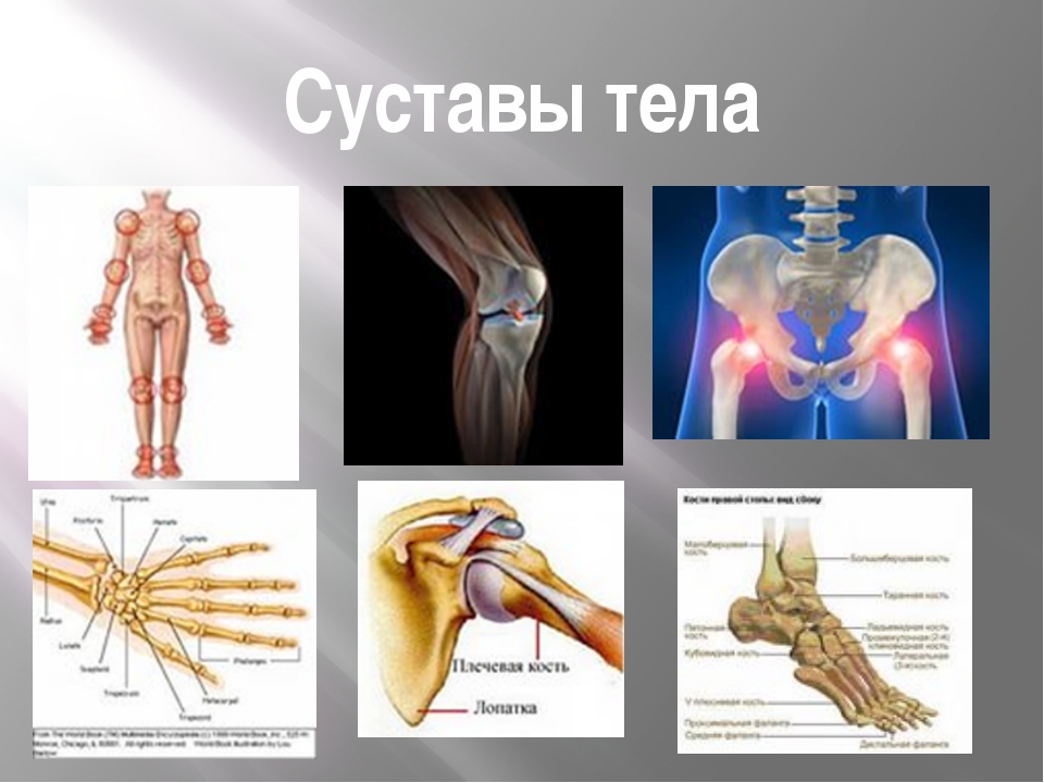 Названия суставов