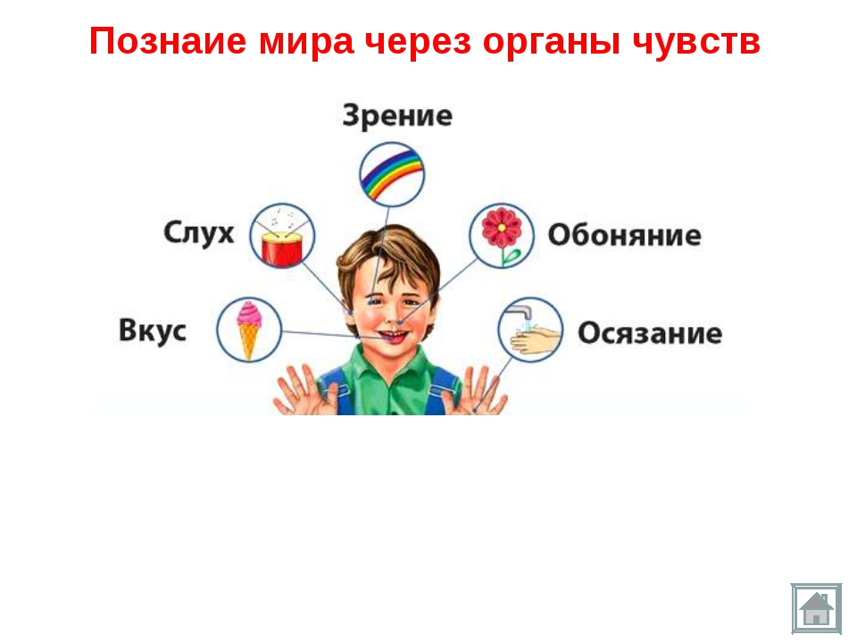 Мир людей проект. Человек познает мир. Органы чувств человека. Человек познает мир Обществознание. Познание мира через органы чувств.