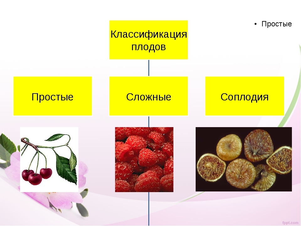 Основные группы плодов
