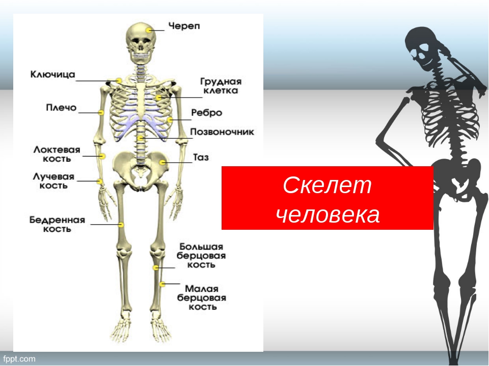 Bone 8. Кости человека 8 класс биология. Строение скелета биология. Биология 8 класс скелет чкловек. Строение скелета человека 8 класс биология.