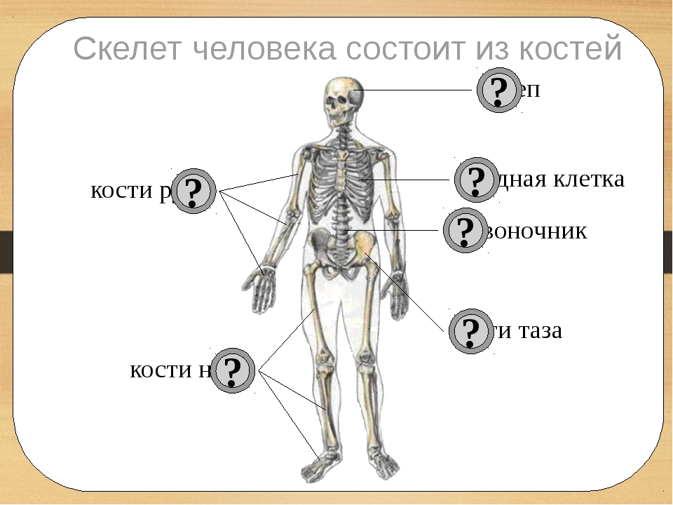 Из каких частей состоит со. Части скелета человека. Скелет человека состоит. Строение скелета человека. Скелет человека состоит из.
