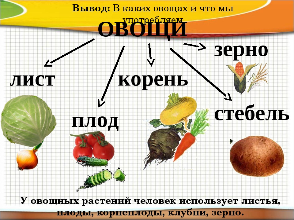 Что относится к овощным продуктам