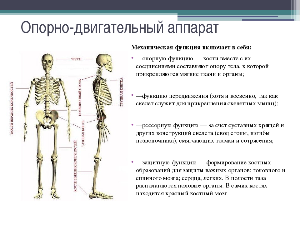 Какие функции выполняет опорно. Строение опорно-двигательного аппарата схема. Функции пассивной части опорно-двигательного аппарата. Опорный аппарат строение и функции. Опорно двигательный аппарат строение и функции схема.