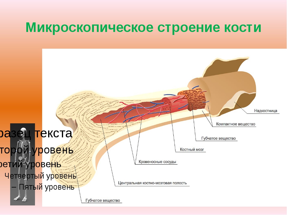 Рисунок строения костя. Строение кости человека 8 класс биология. Строение трубчатой кости человека 8 класс биология. Схема строения кости биология 8 класс. Состав и строение кости 8.