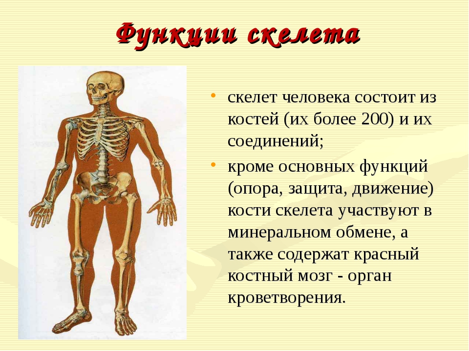 Про скелет человека. Функции скелета 8 класс биология. Скелет человека биология 8 кл. Тема урока скелет человека. Скелет человека доклад.