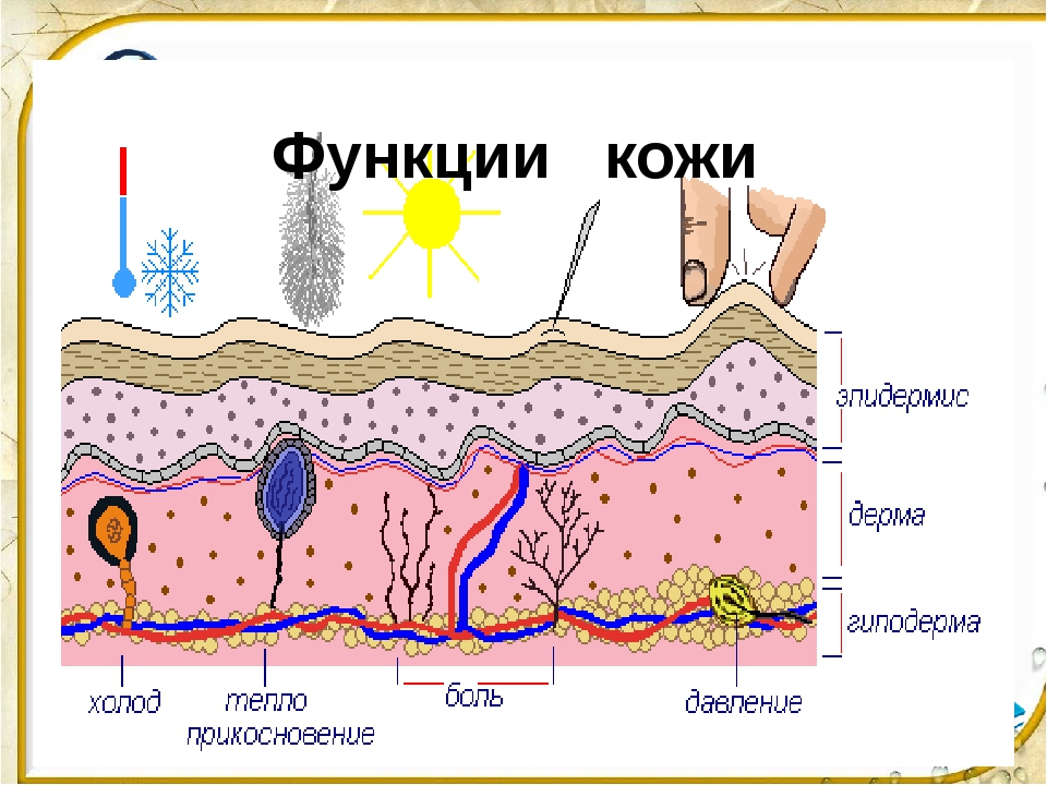 Рисунок кожа для детей