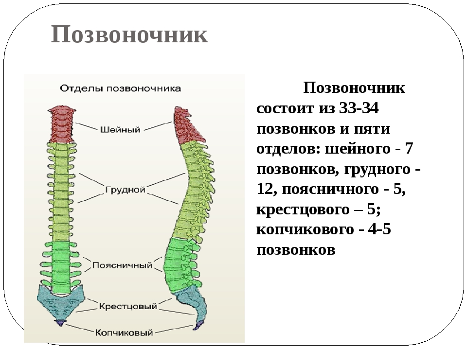 Сколько позвоночников. Позвоночник состоит из. Количество отделов позвоночника:. Позвоночник человека состоит из отделов. Позвонок человека состоит из.