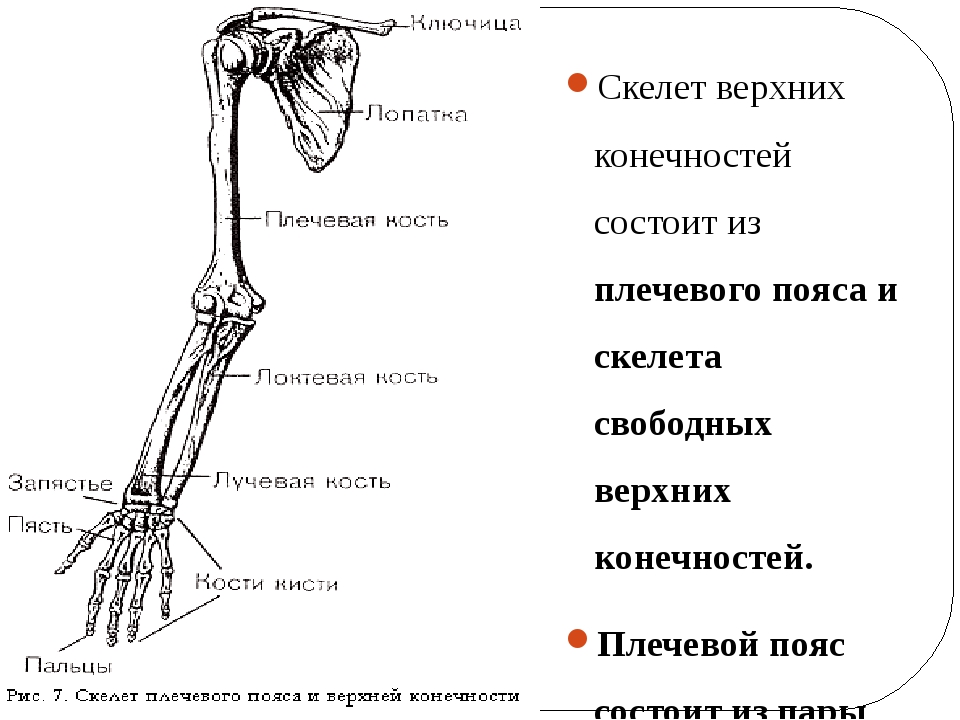 Найдите и назовите отделы свободной конечности. Строение верхней конечности анатомия. Плечевой пояс и скелет верхних конечностей. Строение костей пояса верхних конечностей. Кости верхней конечности правой вид спереди.