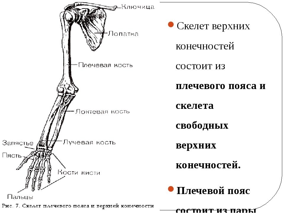 Верхние кости человека. Строение скелета верхней конечности (отделы и кости). Скелет плечевого пояса и свободной верхней конечности. Кости верхней конечности правой вид спереди. Кости пояса верхней конечности.