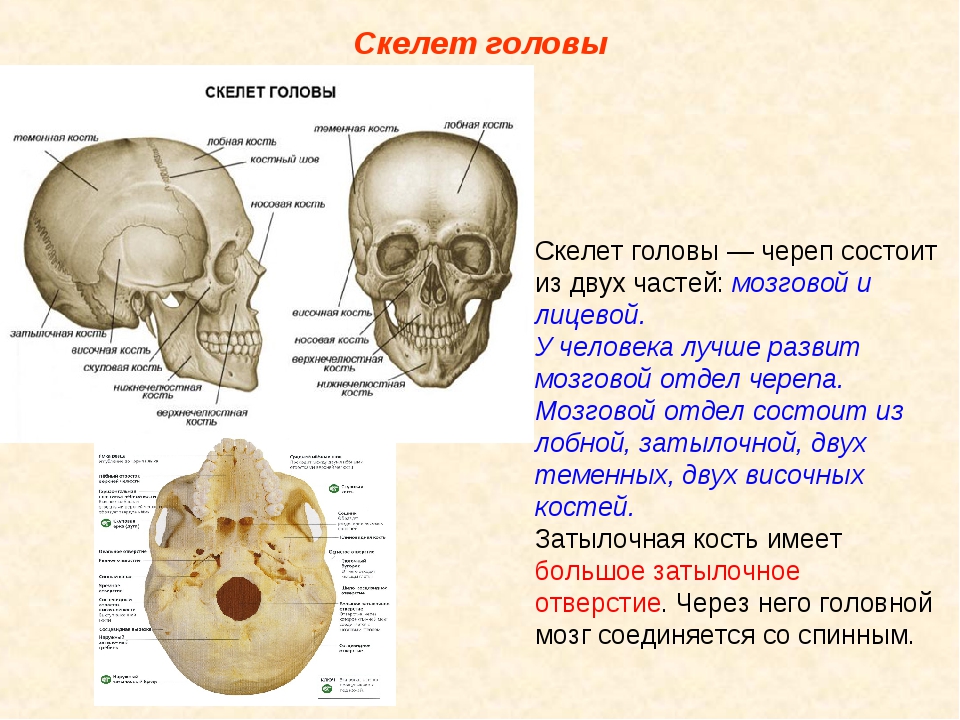 Строение кости черепа человека. Строение скелета головы человека.