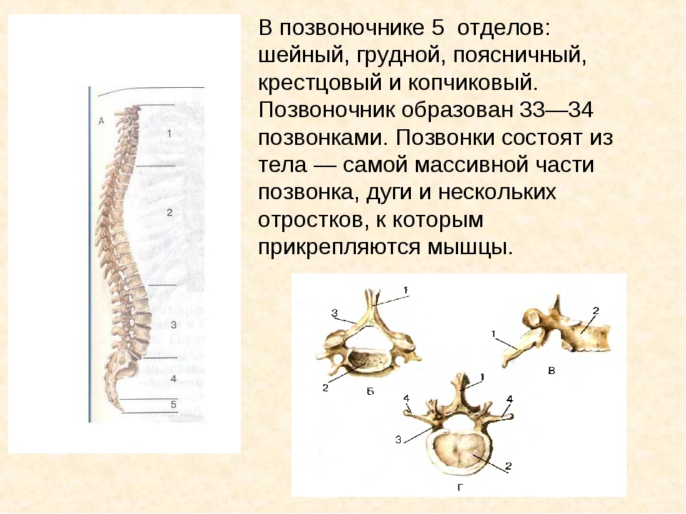 Схема шейных позвонков