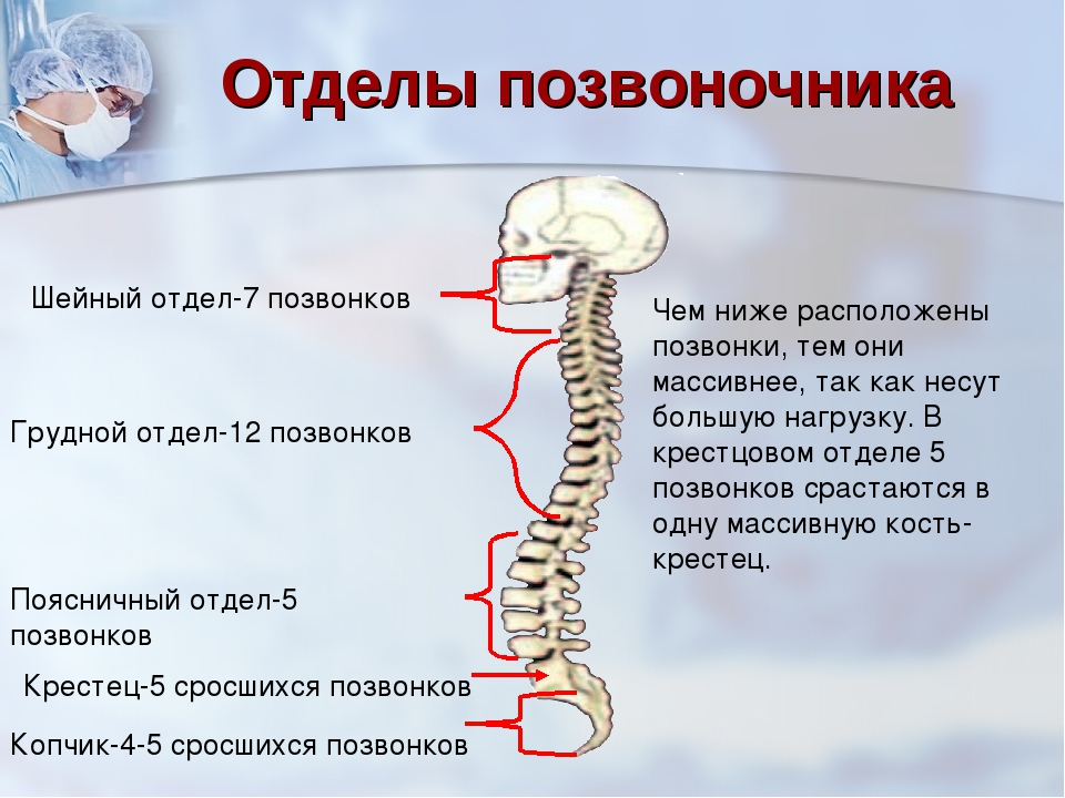 Схема шейных позвонков