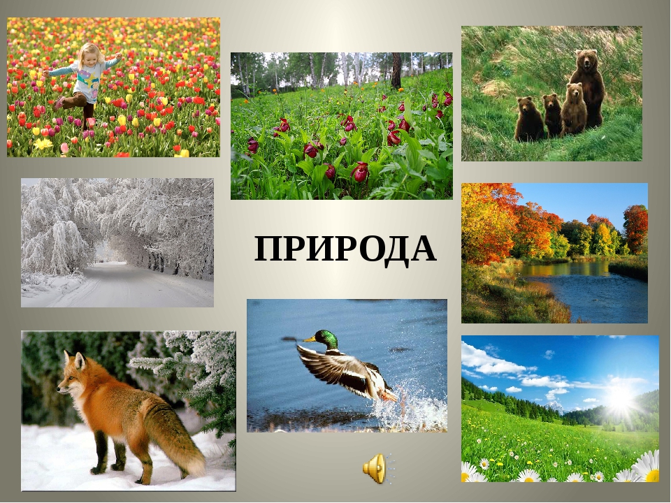 Природа картинки для проекта